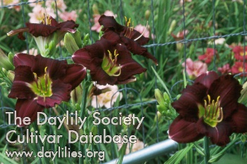 Daylily Super Purple